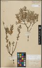 Foto von Salix repens L. x Salix viminalis L.
